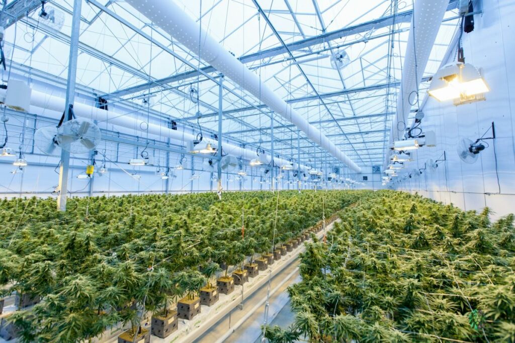 Nasiona marihuany indoor vs outdoor